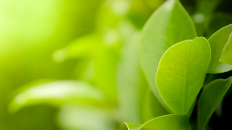 2020 Buying Green Report